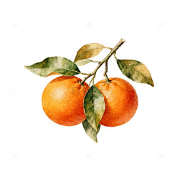 水彩橘子水果插画