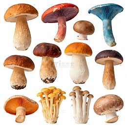 多彩蘑菇素材展示