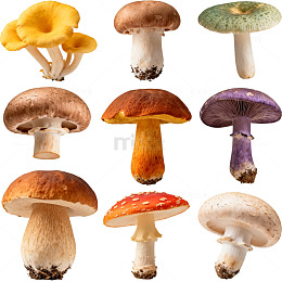 多样蘑菇图片素材