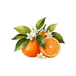 柑橘花卉插画设计素材