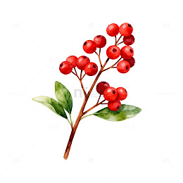 水彩红果植物插画素材