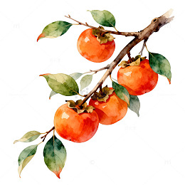 水彩柿子树枝插画