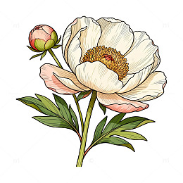 手绘牡丹花卉插画设计素材