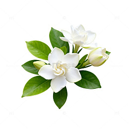 清新栀子花插画设计素材