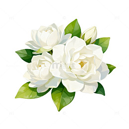 清新白玫瑰花束插画素材