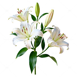 清新百合花束插画设计素材