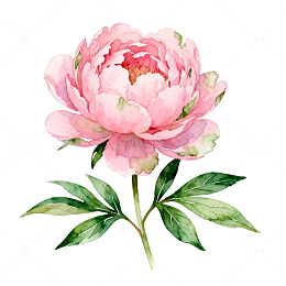水彩粉色牡丹花插画素材