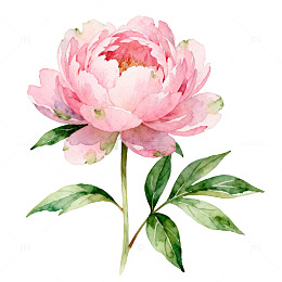 水彩花卉芍药插画设计素材