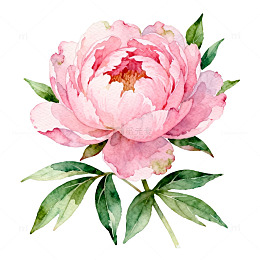 水彩粉色牡丹插画装饰素材