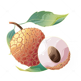 夏日荔枝插画元素
