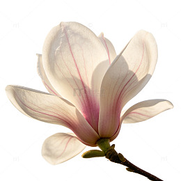 玉兰花图片脉络清晰玉兰花写实玉兰花