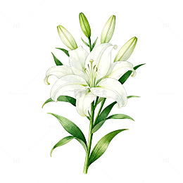 水彩百合花插画设计素材