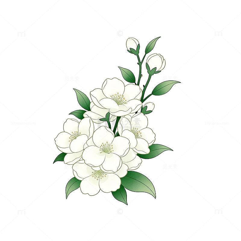 茉莉花插画设计素材