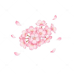 樱花飘落插画设计素材
