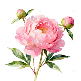 水彩粉色芍药花插画设计素材
