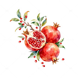 水彩石榴插画设计素材