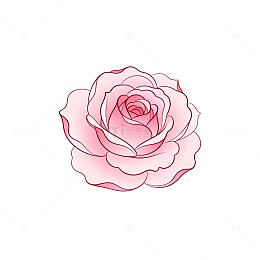 粉色玫瑰简约矢量插画