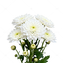 白色菊花鲜花