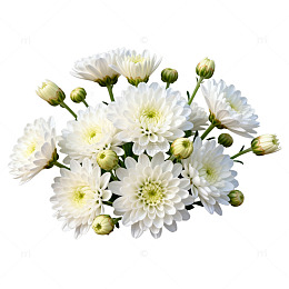 白色菊花花卉装饰插画