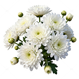 纯白菊花花束装饰素材
