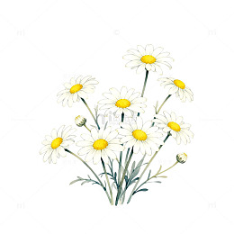 水彩雏菊插画设计素材