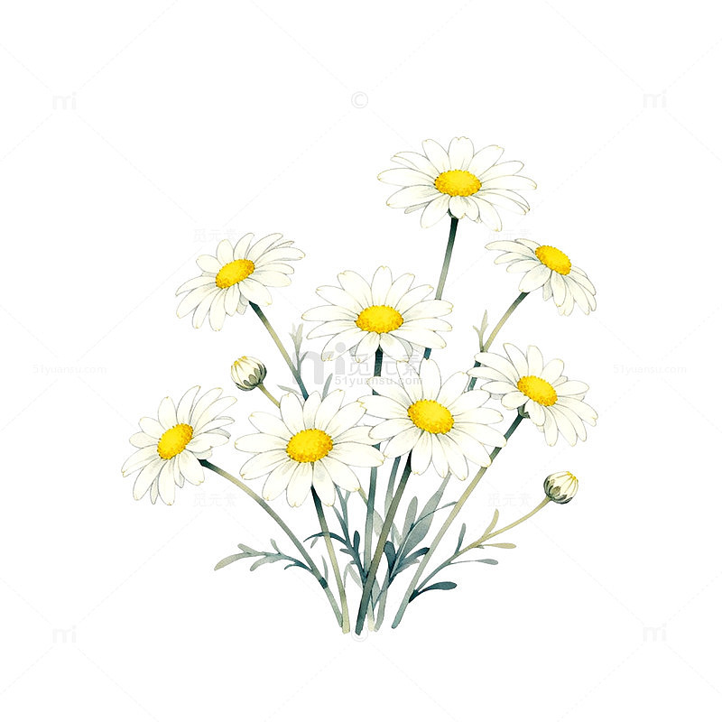 水彩雏菊插画设计素材