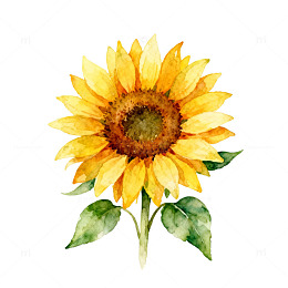 水彩向日葵花卉插画