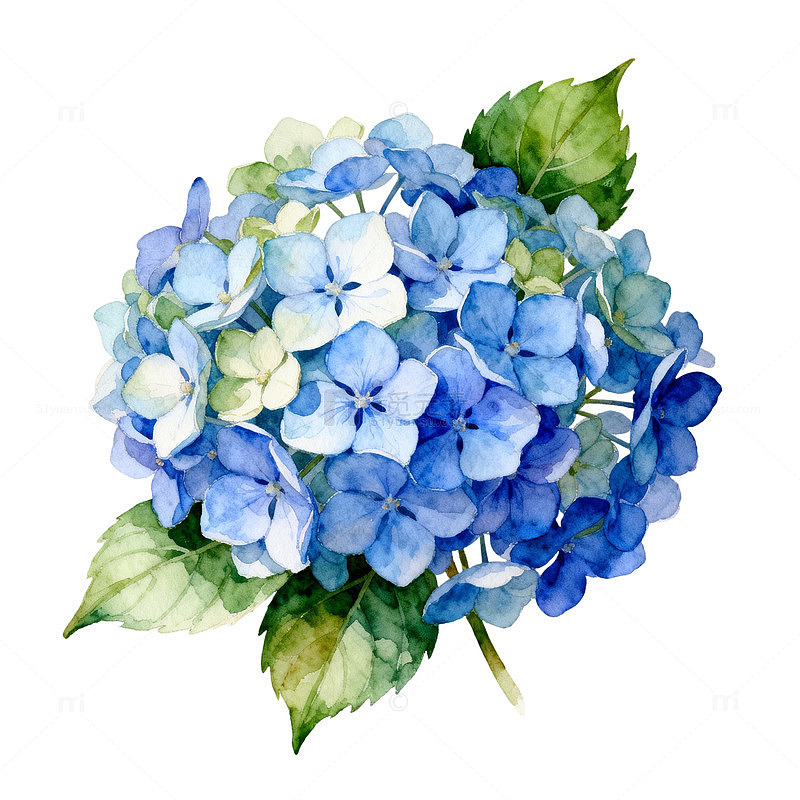 水彩绣球花插画装饰素材