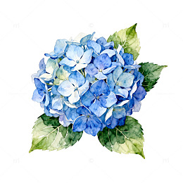 水彩绣球花插画设计元素