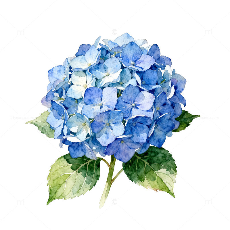水彩绣球花插画素材