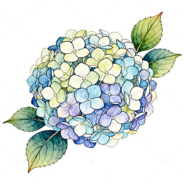 水彩绣球花插画设计素材