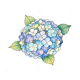 绣球花彩绘图样设计素材