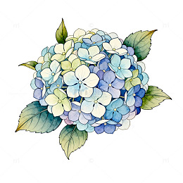 水彩绣球花插图设计素材