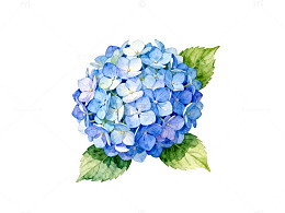 水彩绣球花插画