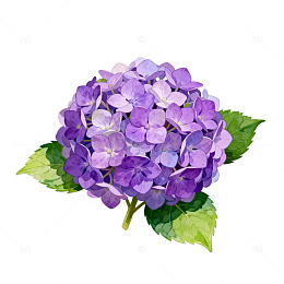 紫色绣球花插画设计素材