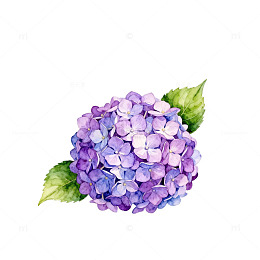 水彩绣球花绘叶图样
