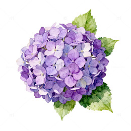 水彩绣球花插画装饰素材