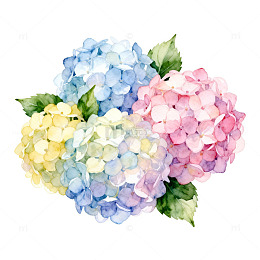 水彩绣球花盛开图
