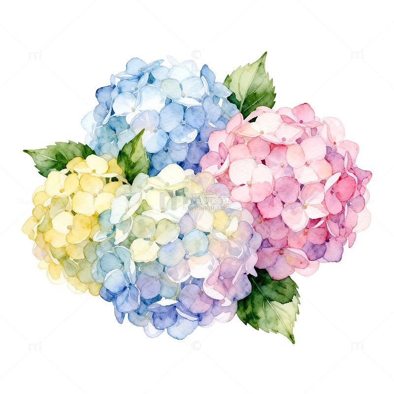 水彩绣球花盛开图