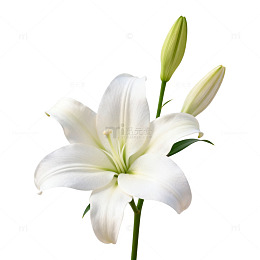 纯白百合花特写