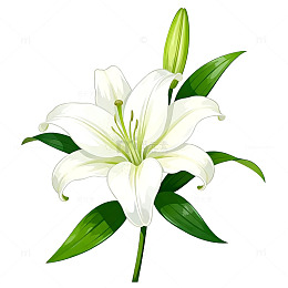 百合花矢量图透明背景设计素材