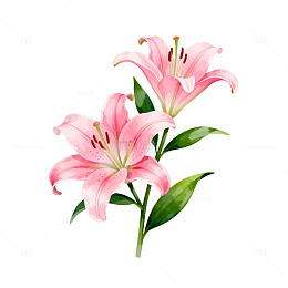 水彩粉色百合花插画素材