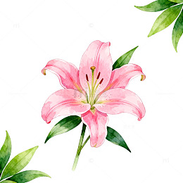 水彩粉色百合花插图