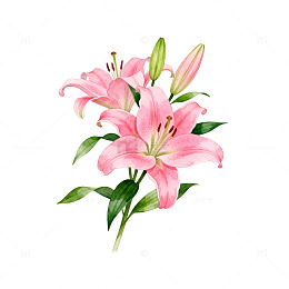 水彩粉色百合花插画素材