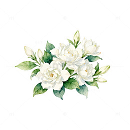 水彩白玫瑰花束装饰画