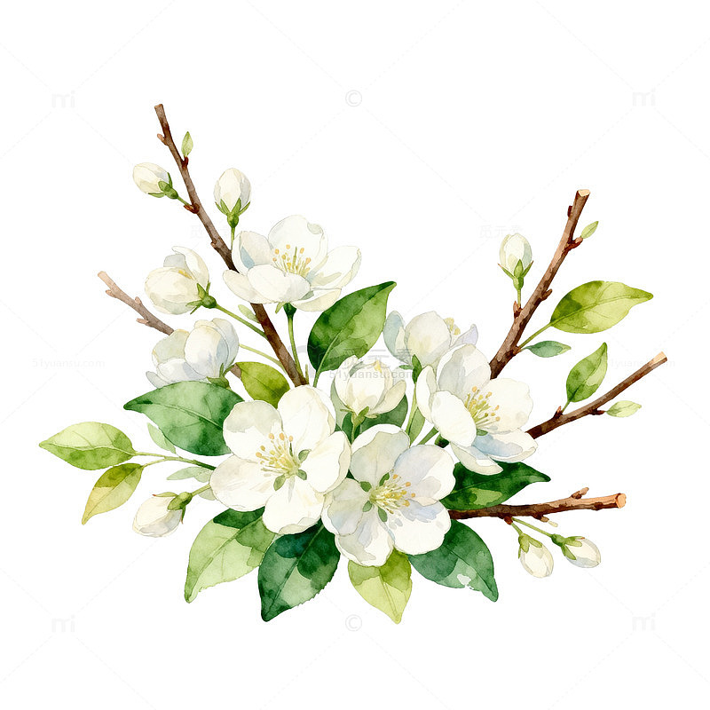 水彩花卉装饰设计素材