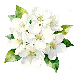 水彩风格白色花朵插画