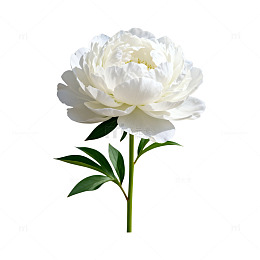 白牡丹花卉矢量图案设计素材