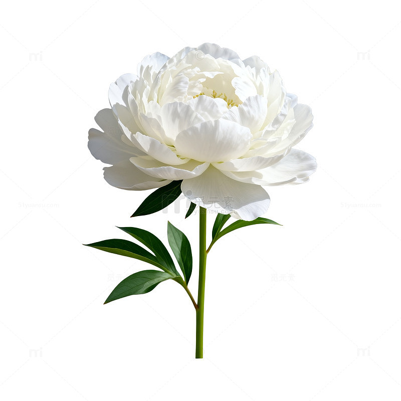 白牡丹花卉矢量图案设计素材