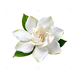 白色栀子花特写图片